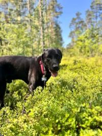 Bildtitel: liebevolle Dauerpflege für Labrador Bild zu liebevolle Dauerpflege für Labrador